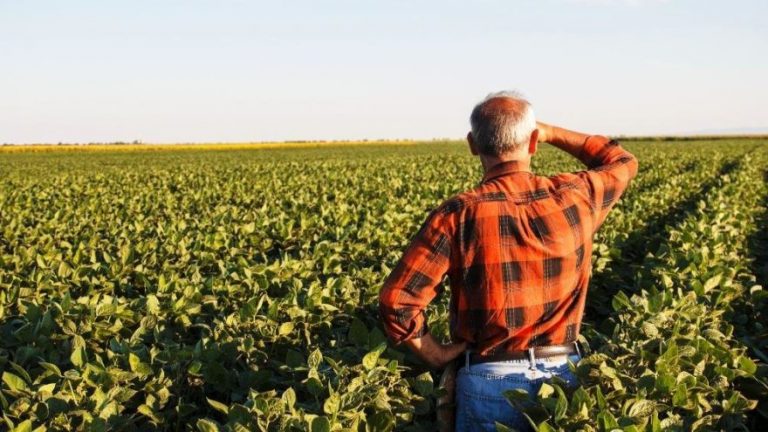 Kahramanmaraş’lı çiftçilerin domuzla imtihanı
