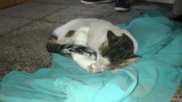 Kahramanmaraş’ta kırık ayağı ile hastaneye gelen kediye yardım