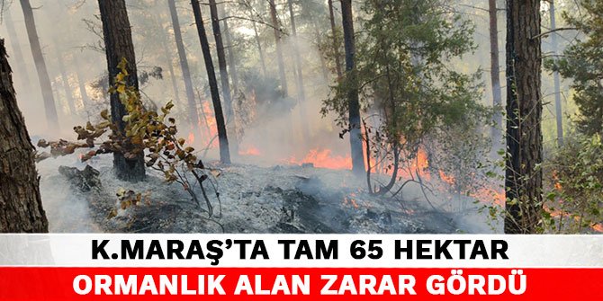 Kahrmanmaraş’ta tam 65 hektar alan zarar gördü.