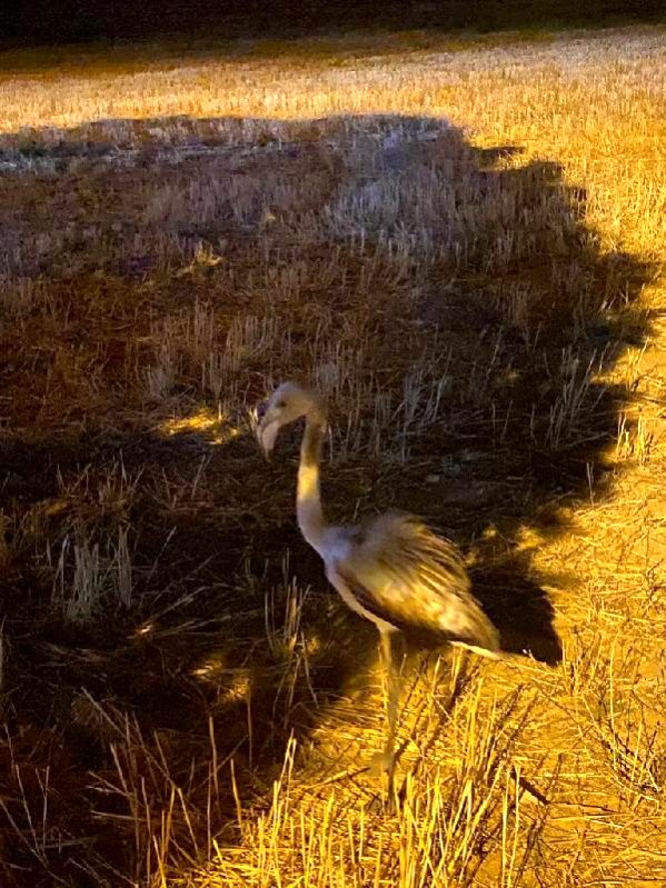 Kahramanmaraş’ta bitkin halde flamingo bulundu!