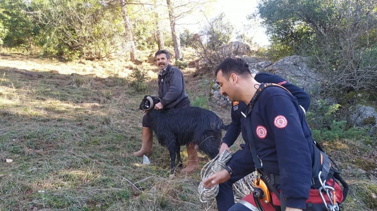 Kayalıklarda mahsur kalan keçi kurtarıldı