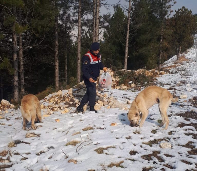 Kahramanmaraş’ta jandarma sokak hayvanlarını unutmadı