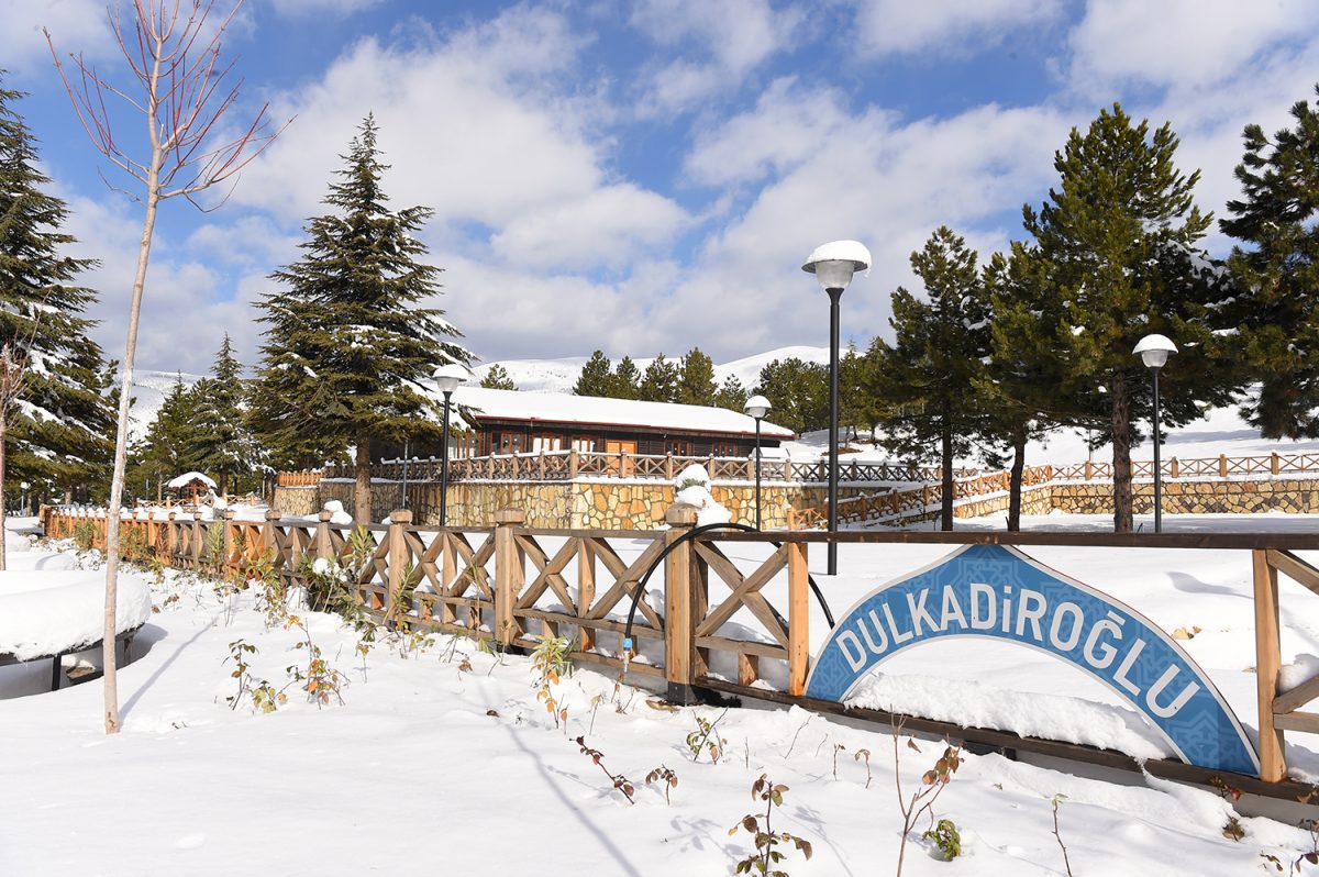 Yalnız ardıç Kahramanmaraş’a renk kattı