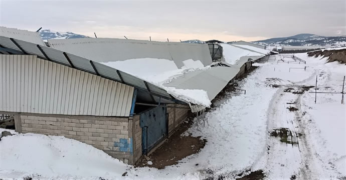 Kahramanmaraş’ta karın ağırlığını taşıyamayan ahır çatıları çöktü!