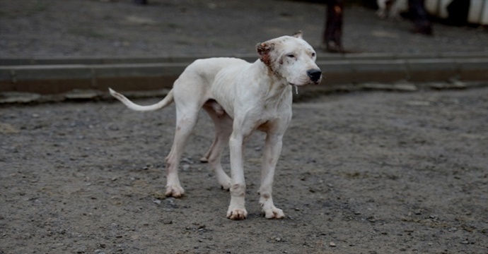 Kahramanmaraş’ta 20 günde 595 köpek toplandı!