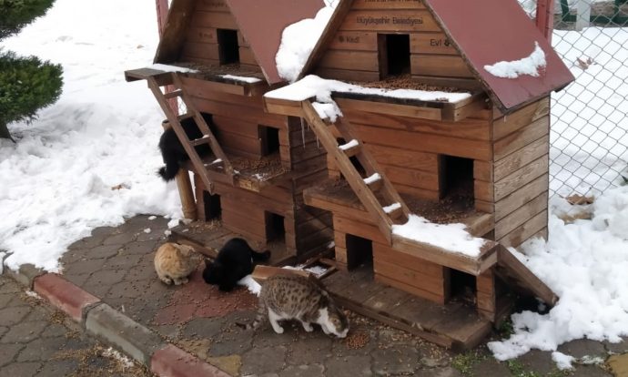 Büyükşehir Belediyesi sokak hayvanları için 1 ton mama bıraktı
