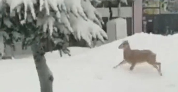 Kahramanmaraş’ta yolunu şaşıran yaban keçisi şehre indi