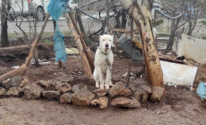 Kahramanmaraş’ta pitbull sahibine 14 bin 982 lira ceza