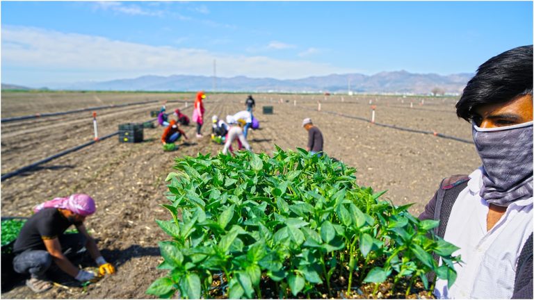 Büyükşehir’den çiftçilere destek!