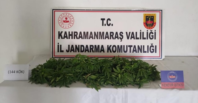 Kahramanmaraş’ta kenevir yetiştiren şüpheli yakalandı!