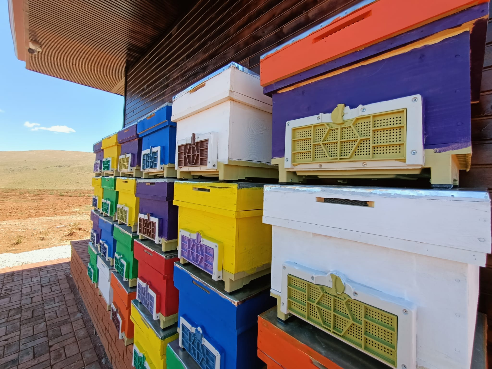 Afşin’de milyonlarca arı bal üretecek!