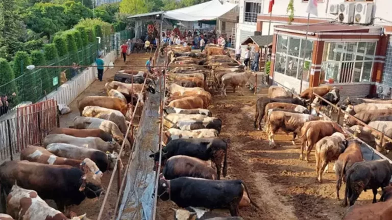 2023 yılı vekaletle kurban kesim bedelleri açıklandı