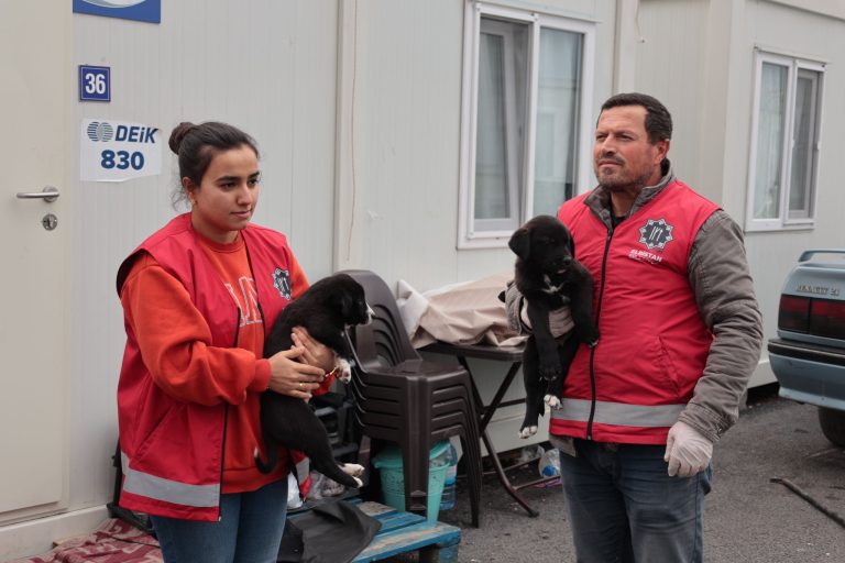 Sokak köpekleri rehabilite edilmek üzere barınağa götürülüyor
