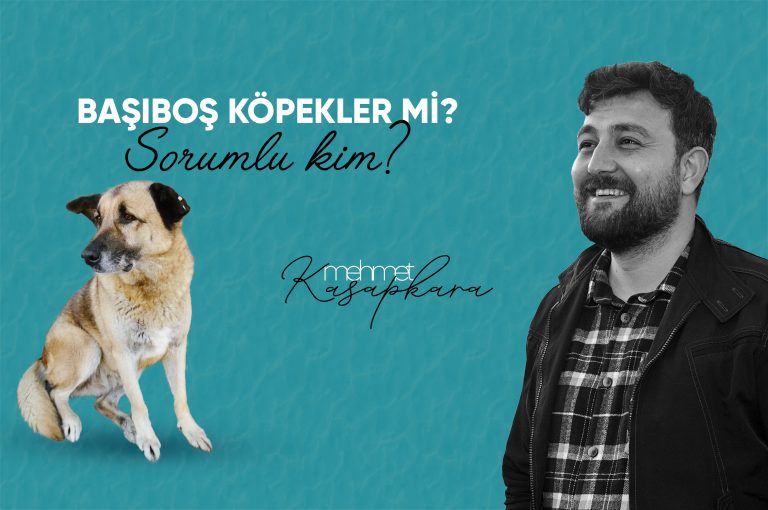 Başıboş Köpekler Mi? Yoksa…