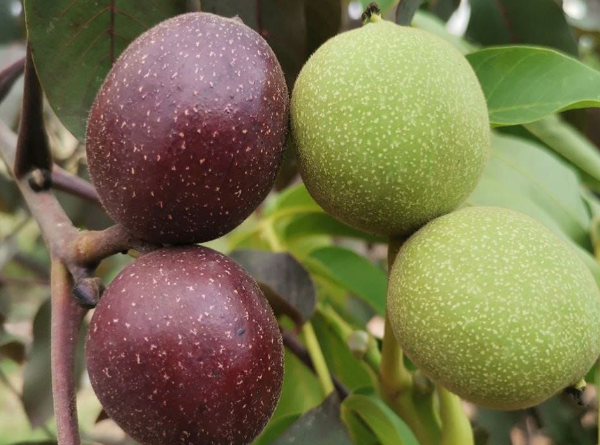 KSÜ’de Ceviz Islahı Çalışmaları Kapsamında Yeni Bir Bitkisel Gen Kaynağı Geliştirildi