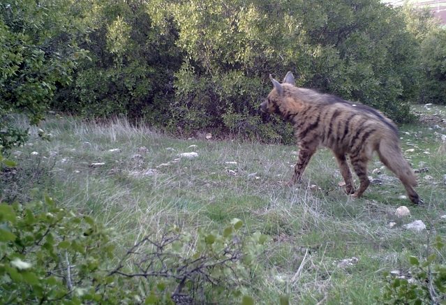 Nesli tükenmekte olan çizgili sırtlan Kahramanmaraş’ta görüntülendi