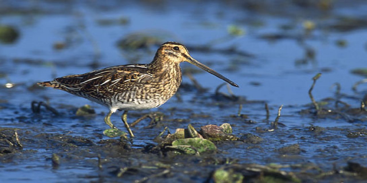 Kahramanmaraş’ta yaralı bulunan Avrasya çulluğu kuşu tedavi altına alındı