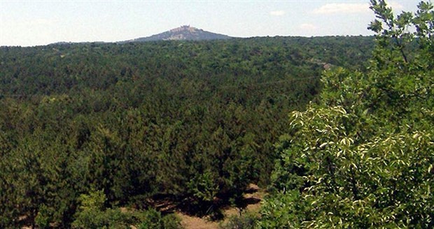 Ormanlara yapay zekalı fotokapanlar “göz kulak olacak”