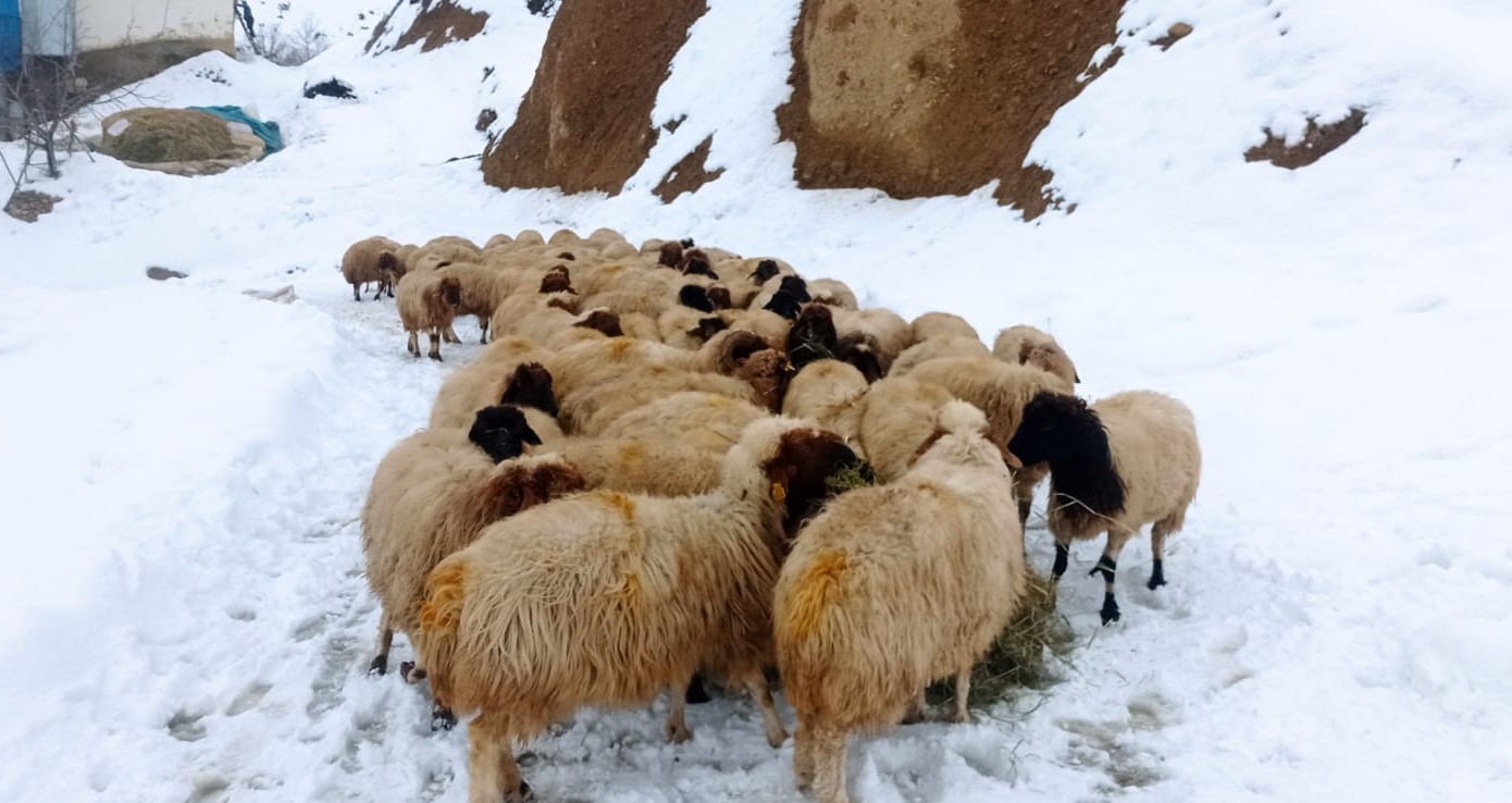 Kahramanmaraş’ta besicilerin karla imtihanı!