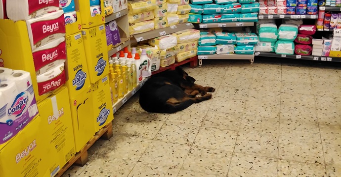 Esnaflar sokak hayvanlarına kapılarını açtı!