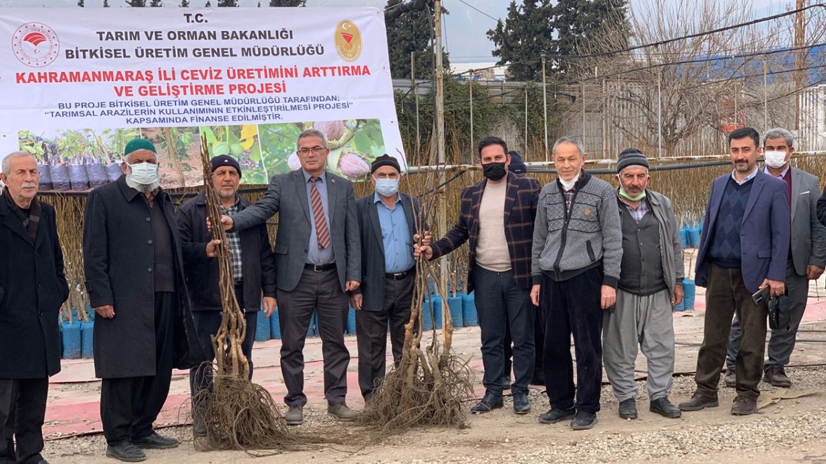 Kahramanmaraş’ta ceviz fidanı dağıtımı yapıldı!