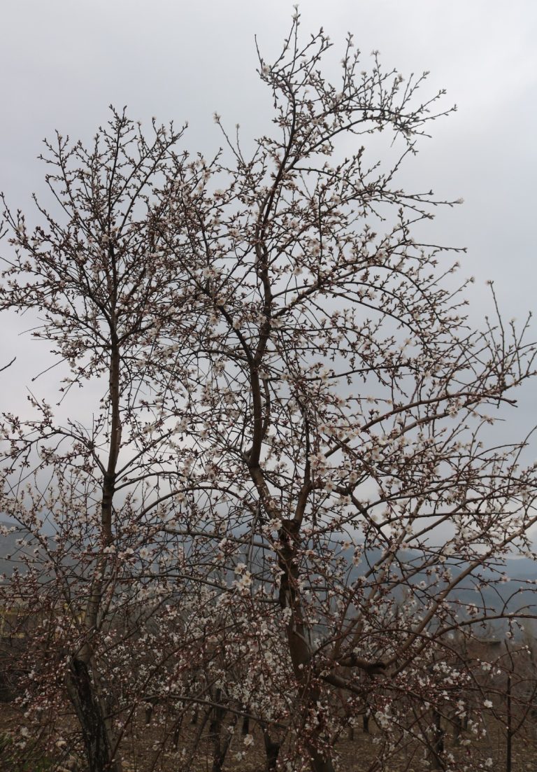Kahramanmaraş’ta hava sıcaklığının mevsim normallerinin üzerinde
