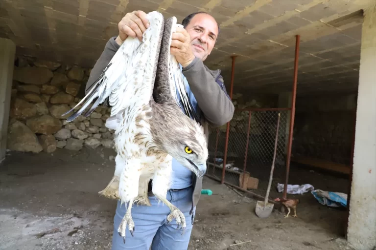 Kahramanmaraş’ta yaralı bulunan “Yılan Kartalı” koruma altına alındı